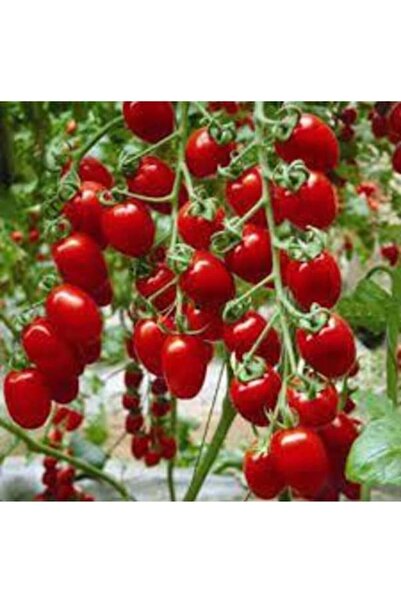 Köy Tohumları 50 Adet Tohum Organik Çeri Domatesi Tohumu Çeri Domates Tohum H...