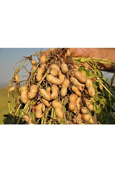 Köy Tohumları 50 Adet Tohum Nadir Organik Yer Fıstık Tohumu Yer Fıstığı Tohum...
