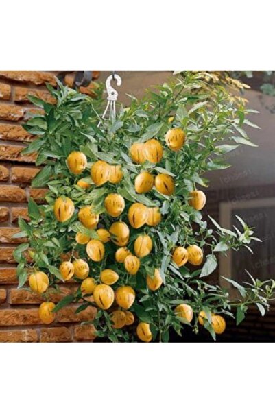 Köy Tohumları 5 Adet Tohum Nadir Organik Pepino Meyve Ağacı Ağaç Tohumu Saksı...