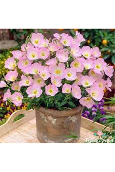 Köy Tohumları 20 Adet Tohum Nadir Pembe Ezan Çiçeği Tohumu Hediye Tohumludur