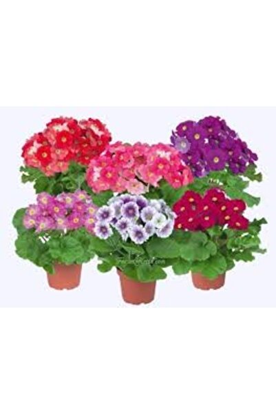 Köy Tohumları 10 Adet Tohum Nadir 11 Ay Çiçeği Tohumu Karışık Renk Çiçek Hedi...