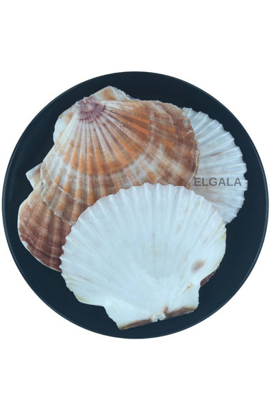 ELGALA Deniz Kabuğu Doğal Midye Kabuğu 100 Gram Pecten Maximus