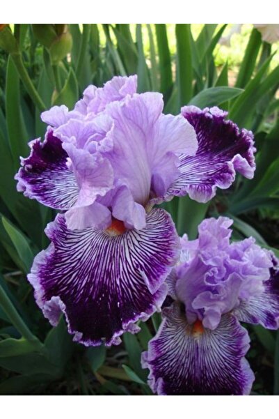 LOBELYA TOHUMCULUK 2 Adet Mor-lila Renkli Damarlı Süsen Çiçeği Soğanı