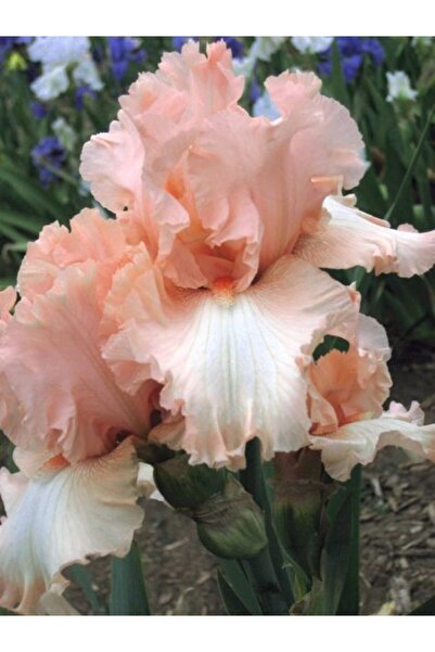 LOBELYA TOHUMCULUK 2 Adet Soft Gül Kurusu Renkli Süsen Çiçeği Soğanı