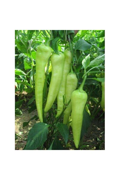 GARDENYA TOHUMCULUK Biber Tohumu Çarliston - 25 Adet