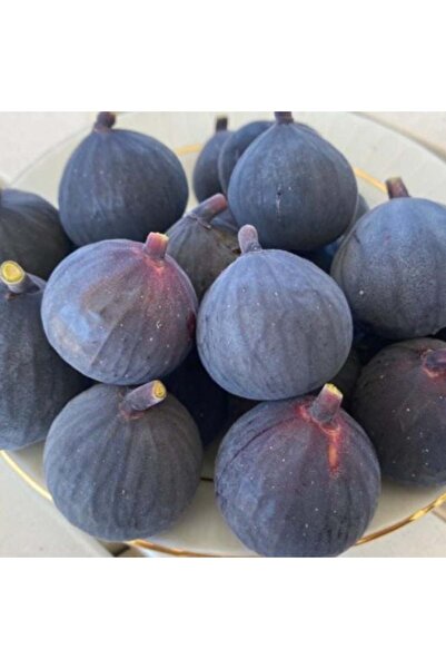 E-fidancim Tüplü Kuraklığa Dayanıklı Fethiye Karası Mor Mavi İncir Fidanı Öze...