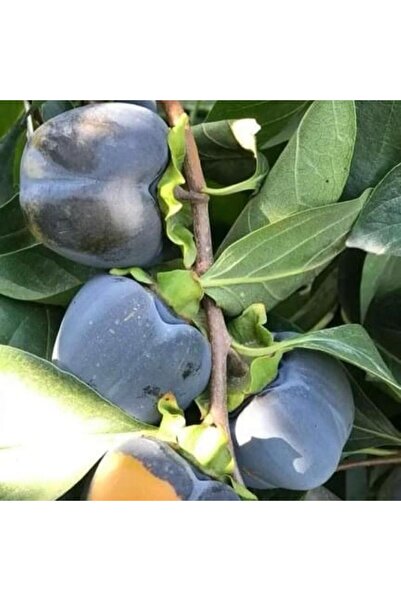 Reyon Bahçe Özel Tür Tüplü Ve Aşılı Black (SİYAH) Trabzon Hurma Fidanı