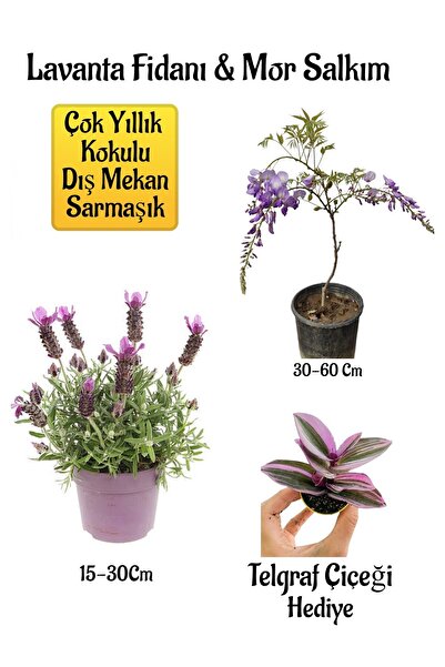 Bitkim Sende Yoğun Kokulu Lavanta+Kokulu Mor Salkım Ağacı Fidanı Telgraf Çiçe...