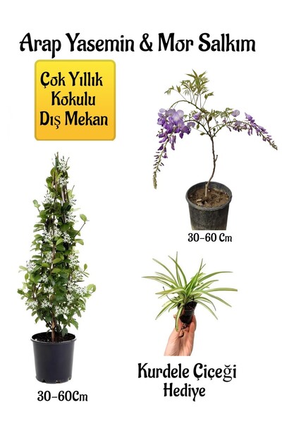 Bitkim Sende Avantajlı Kokulu Arap Yasemin Çiçeği Mor Salkım Ağacı Fidanı Kur...