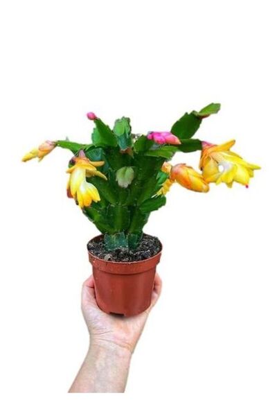 Bitkim Sende 2'Li Takım Seti Sarı-Kırmızı Yıl Başı Çiçeği İç/ Dış Mekan Bitkisi