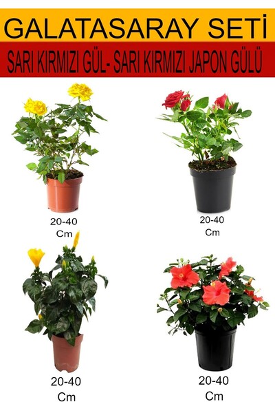 Bitkim Sende 4'Lü Takım Seti Sarı- Kırmızı Gül+Sarı Kırmızı Japon Gülü