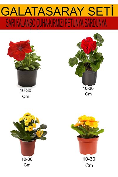 serada decor & plant 4'Lü Takım Seti Kırmızı Petunya+Kırmızı Sardunya+Sarı Ka...