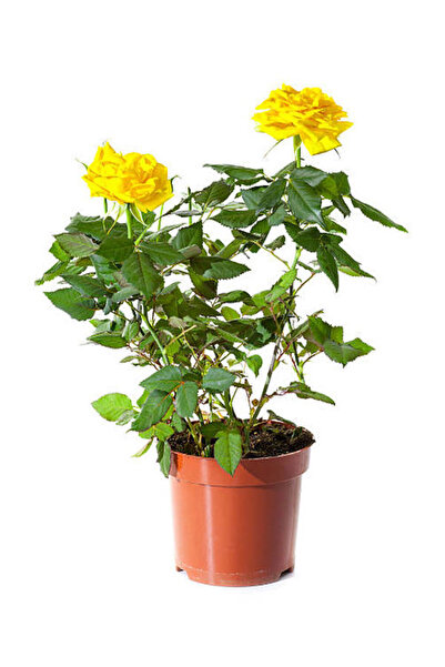 Bitkim Sende 4'Lü Takım Seti Sarı- Kırmızı Gül+Sarı Kırmızı Japon Gülü