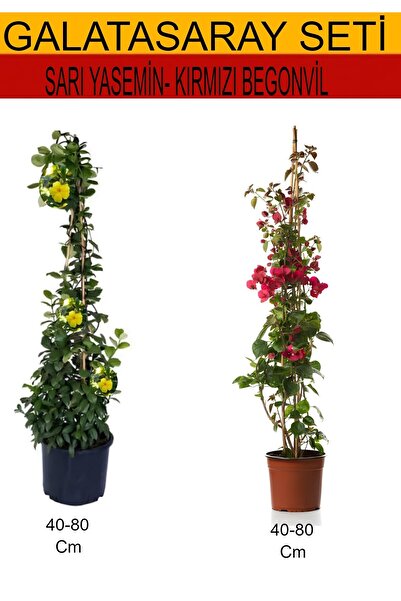 serada decor & plant 2'Li Takım Seti Sarı Yasemin+ Kırmızı Begonvil
