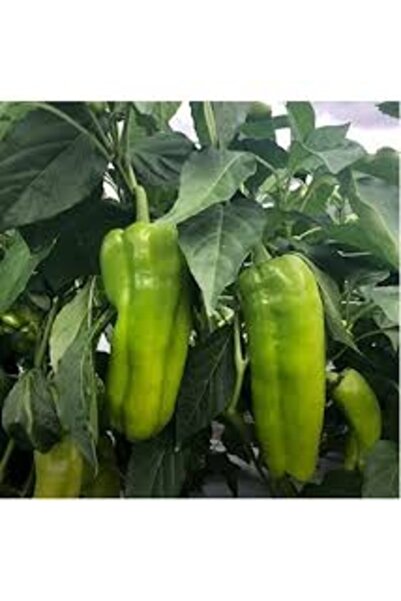Köy Tohumları 50 Adet Tohum Nadir Organik Tatlı Pat Köy Biberi Tohumu Taze Ha...