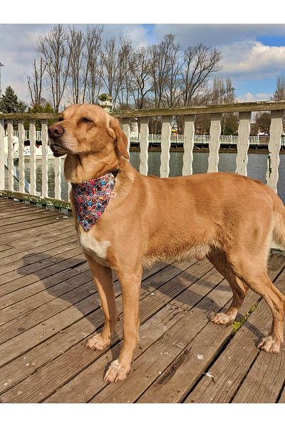 UTDpet Dog Collar with Street Scarf