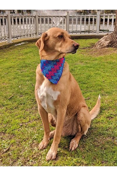 UTDpet Turquoise Scarf Dog Collar