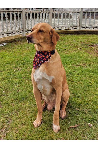 UTDpet Fastfood Dog Collar with Scarf