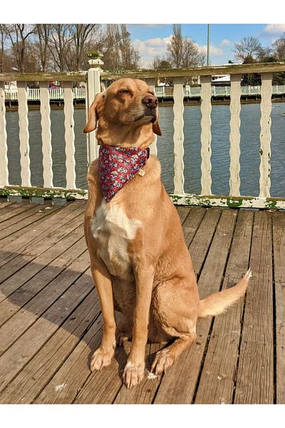 UTDpet Muertos Dog Collar with Scarf