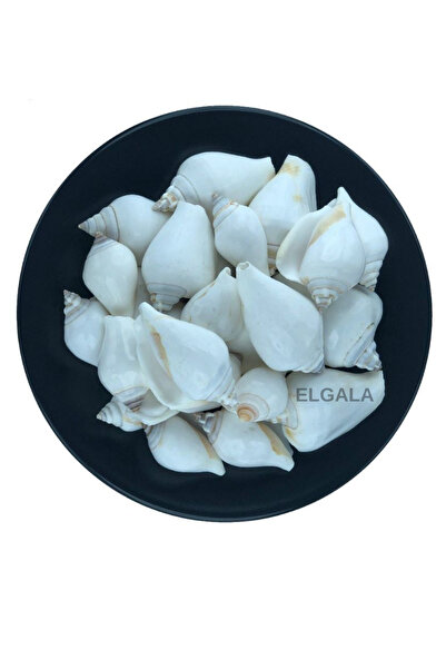 ELGALA Deniz Kabuğu Doğal Midye Kabuğu 100 Gram Strombus Canarium Beyaz