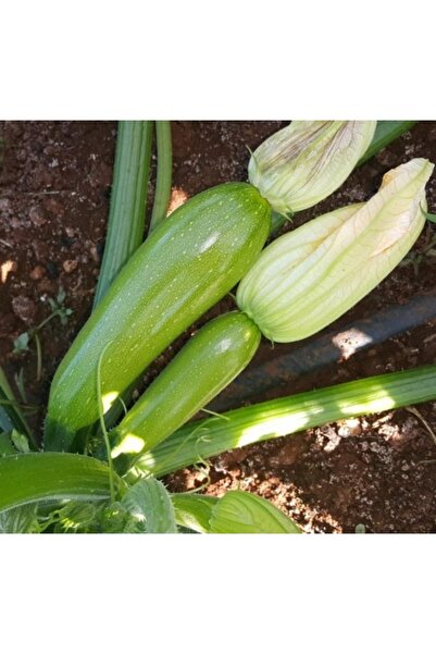 Köy Tohumları 50 Adet Tohum Organik Dolmalık Kızartmalık Yerli Köy Kabak Tohu...