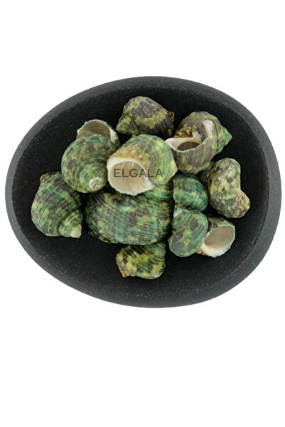 ELGALA Deniz Kabuğu Doğal Midye Kabuğu 100 Gram Bruneus