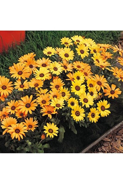 Köy Tohumları 50 Adet Tohum Nadir Osmanlı Saray Sarı Papatya Çiçek Tohumu Hed...