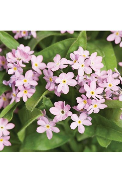 Köy Tohumları 100 Adet Tohum Nadir Organik Yayılıcı Kır Pembe Unutma Beni Mez...