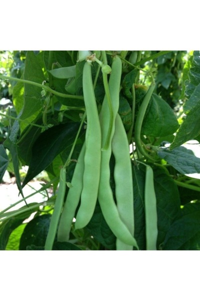 Köy Tohumları 100 Adet Tohum Nadir Konya Mevlana Taze Fasulye Fasülye Tohumu ...
