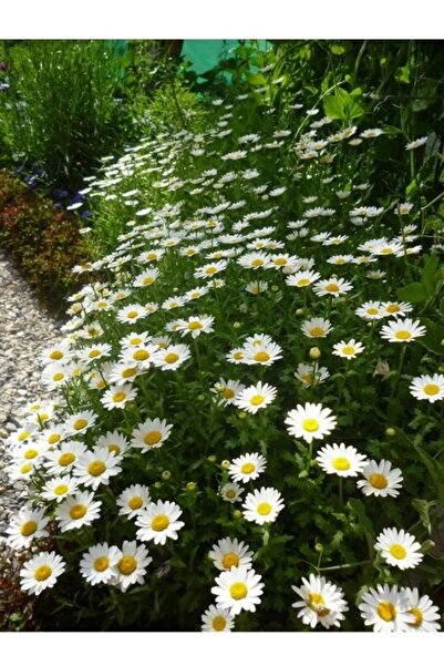 Köy Tohumları 100 Adet Tohum Organik Doğal Yayılıcı Kır Papatya Çiçeği Beyaz ...