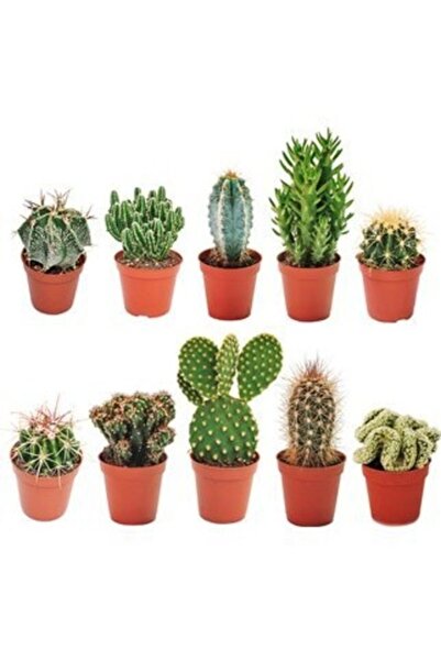 Köy Tohumları 50 Adet Tohum Nadir Bulunan Karışık Organik Kaktus Kaktüs Çiçek...