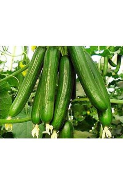 Köy Tohumları 100 Adet Tohum Nadir Çengelköy Sırık Salatalık Tohumu Organik A...