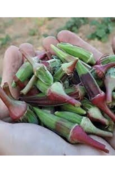 Köy Tohumları 50 Adet Tohum Nadir Kınalı Kırmızı Mini Bamya Tohumu Organik Ha...