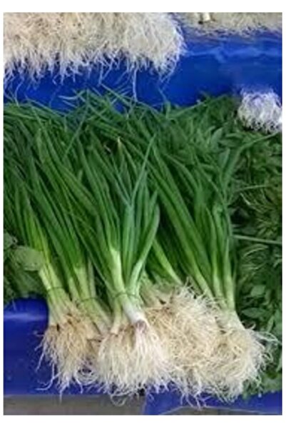 Köy Tohumları 50 Adet Tohum Organik Yeşil Taze Firik Soğan Tohumu Ata Köy Toh...