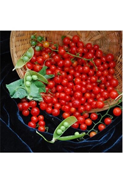 Köy Tohumları 200 Adet Tohum Mini Bezelye Kahvaltılık Domates Tohumu Hobi Bah...