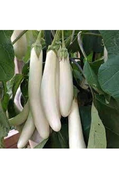 Köy Tohumları 30 Adet Tohum Organik Beyaz Uzun Kemer Patlıcan Tohumu Yerli At...