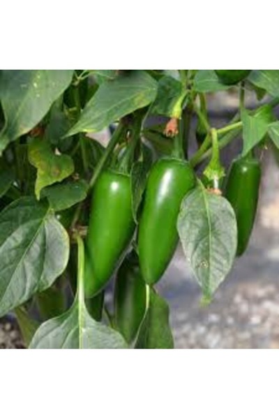 Köy Tohumları 50 Adet Tohum Organik Acı Balık Biberi Tohumu Köy Tohumu Hediye...