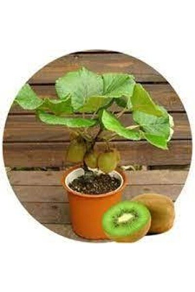 Köy Tohumları 20 Adet Tohum Organik Kivi Bonsai Ağaç Tohumu Ata Tohum Hediye ...