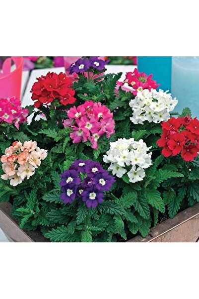 Köy Tohumları 30 Adet Tohum Nadir Organik Çok Yıllık Mine Çiçeği Tohumu Saksı...