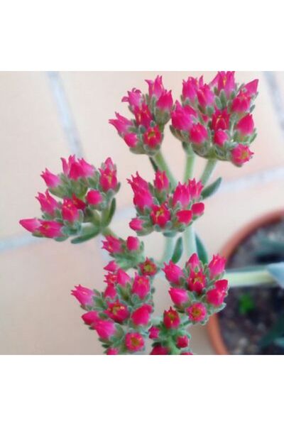 EGE GARDEN Crassula jade mesembryanthemoides 5.5 cm mini saksıda pembe cicekli