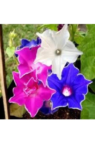 Köy Tohumları 10 Adet Tohum Nadir İpomea Sarmaşık Çiçek Tohumu Organik Çiçek ...