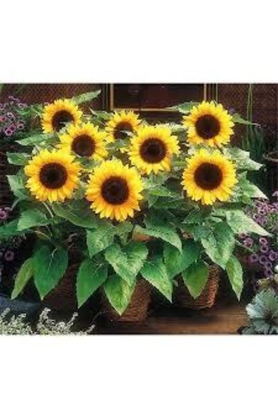 Köy Tohumları 10 Adet Tohum Sarı Süs Ay Çiçeği Tohumu Hediye Tohumlu