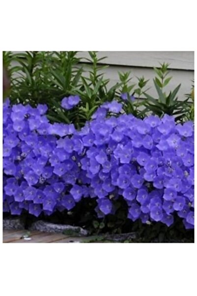 Köy Tohumları 20 Adet Tohum Nadir Organik Mor Çan Kadehi Çiçeği Tohumu Saksı ...