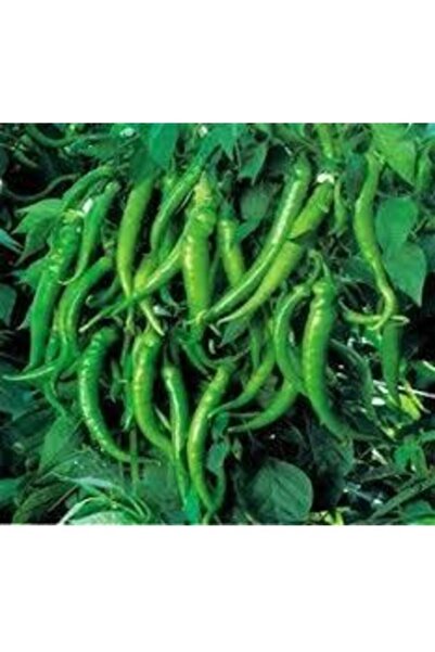 Köy Tohumları 200 Adet Tohum Nadir Yediveren Acı Turşuluk Yemelik Süs Biberi ...