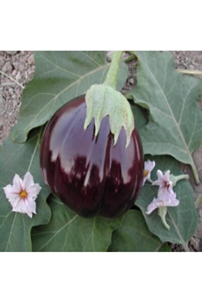 Köy Tohumları 50 Adet Tohum Organik Köy Mor Bostan Patlıcan Tohumu Kurutmalık...