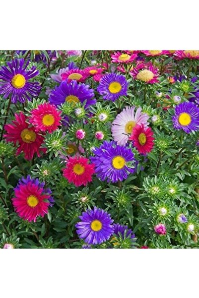 Köy Tohumları 10 Adet Tohum Nadir Karışık Yayılıcı Doğal Kır Kraliçe Papatya ...