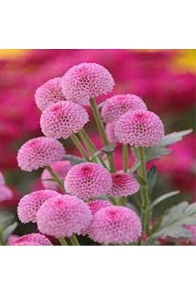 Köy Tohumları 50 Adet Tohum Organik Çok Yıllık Şeker Tabağı Çiçeği Tohumu Org...