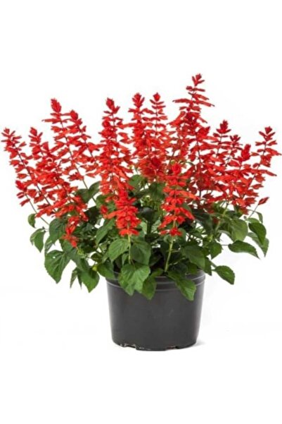 Köy Tohumları 20 Adet Tohum Nadir Ateş Çiçeği Tohumu Organik Çok Yıllık Ateş ...