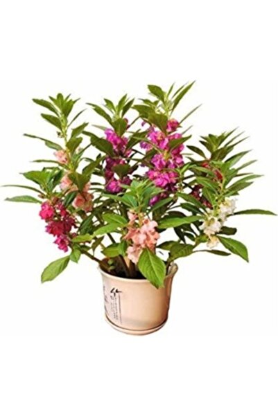 Köy Tohumları 20 Adet Tohum Organik Çok Yıllık Türbe Çiçeği Tohumu Mezarlık K...