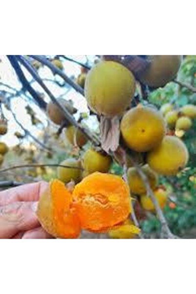 Köy Tohumları 1 Adet Nadir Bulunan Açık Yeşil Yenilebilir Yaş Hurma Tohumu Sa...